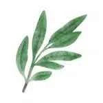 Clary Sage Essential Oil - Luxury Bottle for Relaxation and Rejuvenation - CRYSTALOIL