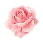 Rose Essential Oil, exquisite floral scent, Rose essential oil is cherished for its uplifting and mood-enhancing properties . Additionally, Rose oil is prized for its skincare benefits, offering hydration, soothing properties, - CRYSTALOIL